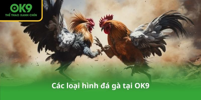Các loại hình đá gà tại OK9