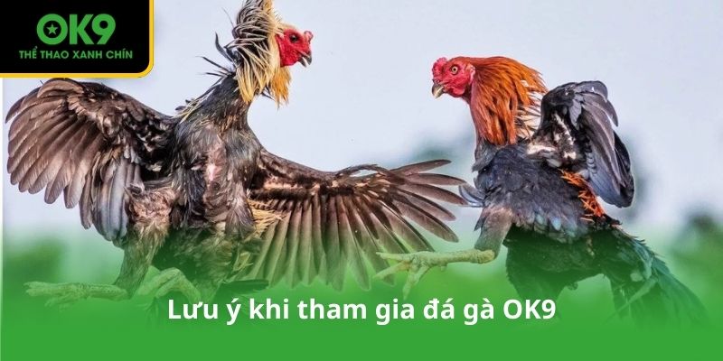 Lưu ý khi tham gia đá gà OK9